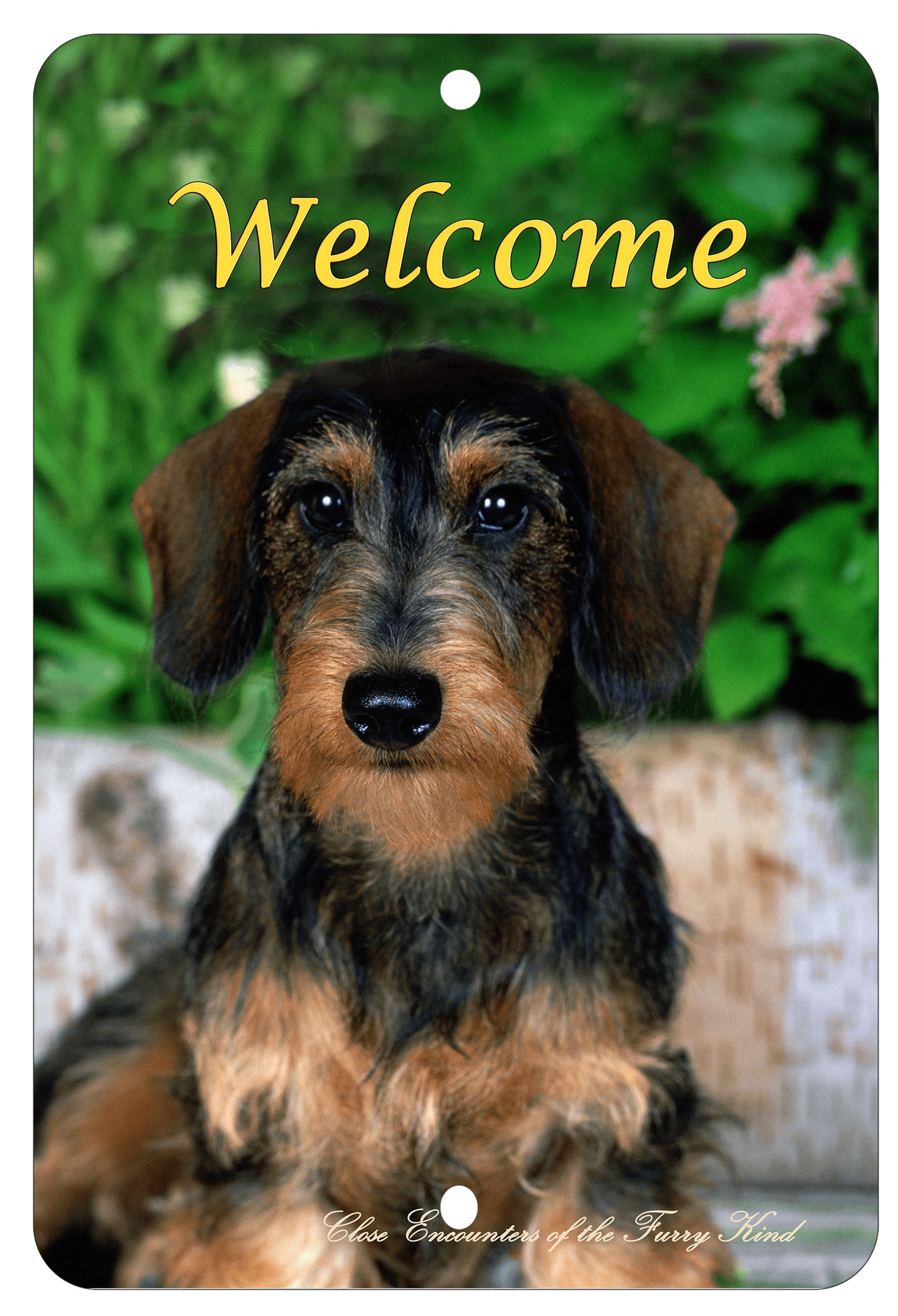 Dachshund Wirehair Best Of Breed Indoor/Outdoor Aluminium Sign